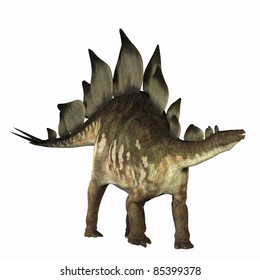 Stegosaurus 01 - This Dinosaur Is Known For Its Distinctive Tail Spikes And Plates Along Its Spine To Defend Itself. Fossils Bones Have Been Found In Jurassic Deposits In North America And Europe.