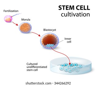 Stem cell cultivation. In Vitro Fertilization of the egg by a sperm outside the body. After several days they develop into undifferentiated stem cells. - Powered by Shutterstock