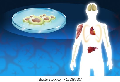 Stem Cell Therapy And Organ Donor Concept. Body Parts Illustration.