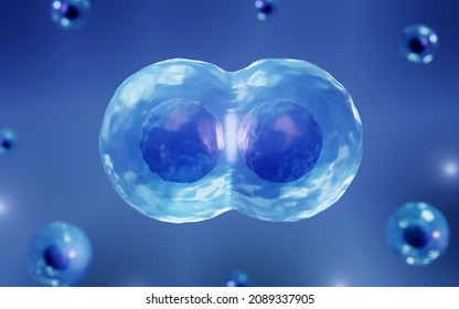 Stem Cells Dividing Into Daughter Cells, 3d Illustration