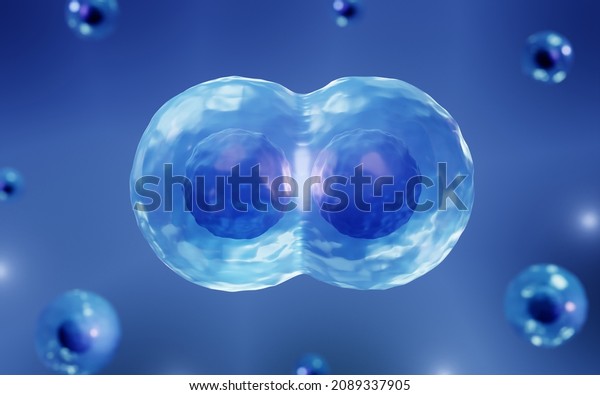 Stem\
cells dividing into daughter cells, 3d\
illustration