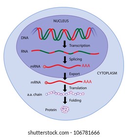 Steps Of Gene Expression