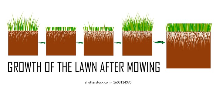 Steps of the lawn mowing process - before and after, lawn grass care services, gardening and landscape design, separate illustrations for articles, infographics or instructions on a white background,