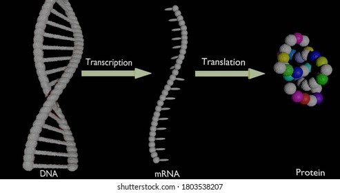 Steps Of Protein Synthesis, Transcription And Translation, In 3d Illustration