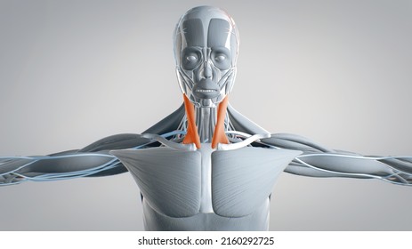 Sternocleidomastoid Human Muscular System 3d Human Stock Illustration 