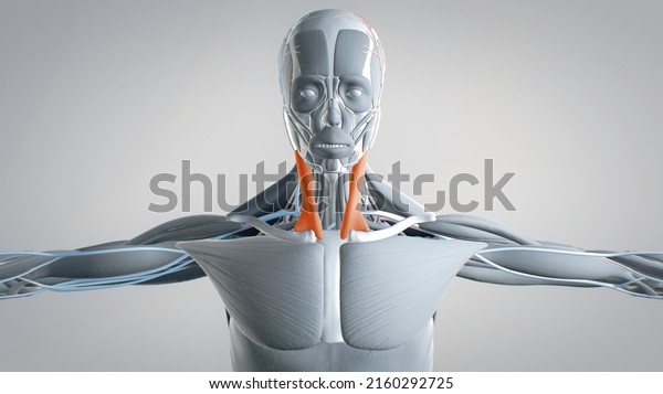 sternocleidomastoid, human muscular system, 3D\
human anatomy, 3D\
render