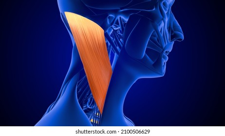 Sternocleidomastoid Muscle Anatomy 3d Illustration