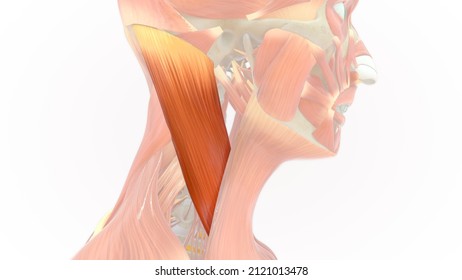 Sternocleidomastoid Muscle Anatomy 3d Illustration