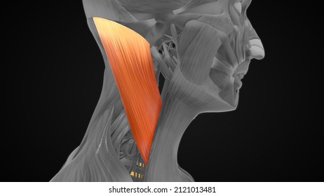 Sternocleidomastoid Muscle Anatomy 3d Illustration