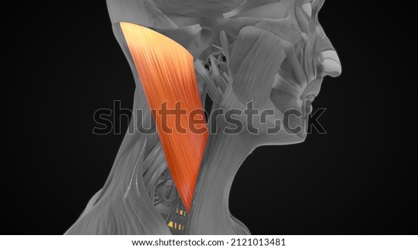 Sternocleidomastoid muscle\
anatomy 3d\
illustration