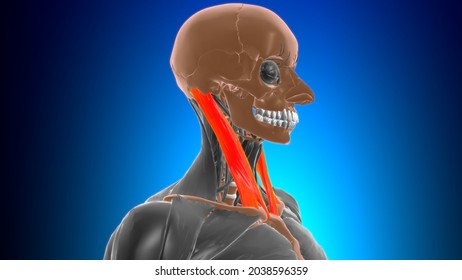 医療コンセプト3dイラスト用胸鎖乳突筋解剖学 のイラスト素材 Shutterstock