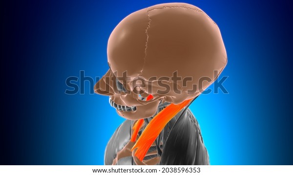 Sternocleidomastoid Muscle Anatomy Medical Concept 3d Stock Illustration 2038596353 Shutterstock 4485