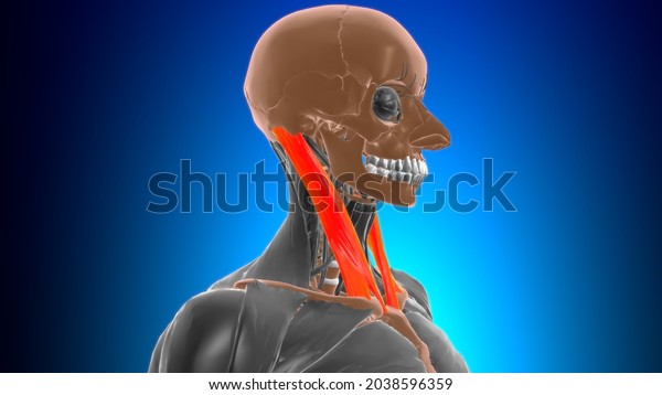Sternocleidomastoid Muscle Anatomy Medical Concept 3d Stock Illustration 2038596359 Shutterstock 6499