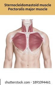 Sternocleidomastoid Muscle And Pectoralis Major Muscle