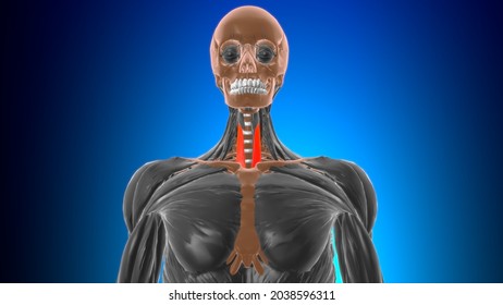 Sternothyroid Muscle Anatomy Medical Concept 3d Stock Illustration ...