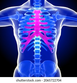 The Sternum  Is A Long Flat Bone Located In The Central Part Of The Chest. It Connects To The Ribs Via Cartilage And Forms The Front Of The Rib Cage And Helps To Protect Heart, Lungs And Blood Vessels