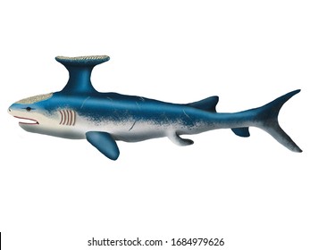 Stethacanthus, An Extinct Genus Of Shark-like Holocephalian Which Lived From The Late Devonian To Late Carboniferous Epoch.