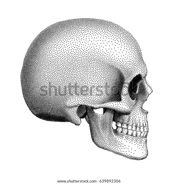 Stippled Human Skull Lower Jaw Profile のイラスト素材
