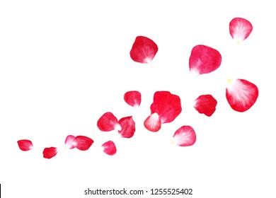 Rose Petals Draw Hd Stock Images Shutterstock