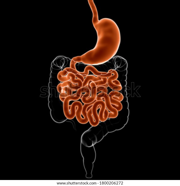 Stomach Anatomy Human Digestive System Medical Stock Illustration ...