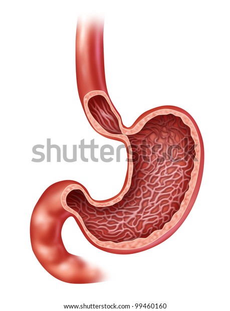 人体内部消化器官的胃解剖 在身体部位内部有一个医疗横截面 消化食物与胃液作为保健图示在白色 库存插图