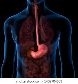 Stomach And Esophagus Isolated Within Male Torso, 3D Rendering