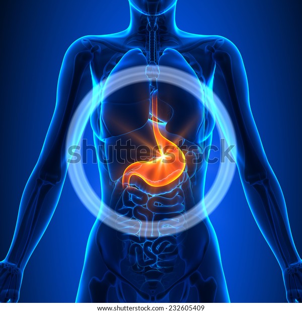 Stomach Female Organs Human Anatomy Stock Illustration 232605409
