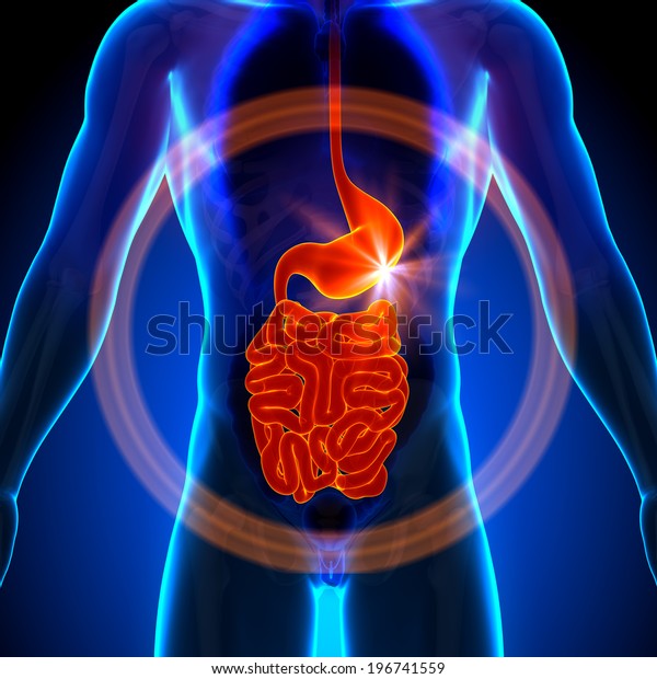 胃 内臓 小腸 人の臓器の男性解剖学 のイラスト素材