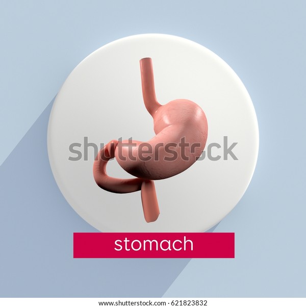 Stomach Infographic Title Stomach Anatomical Icon Stock Illustration