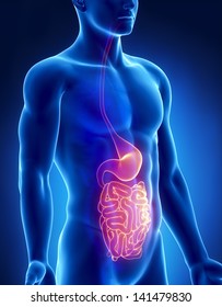 Stomach And Intestine Male Anatomy Anterior X-ray View