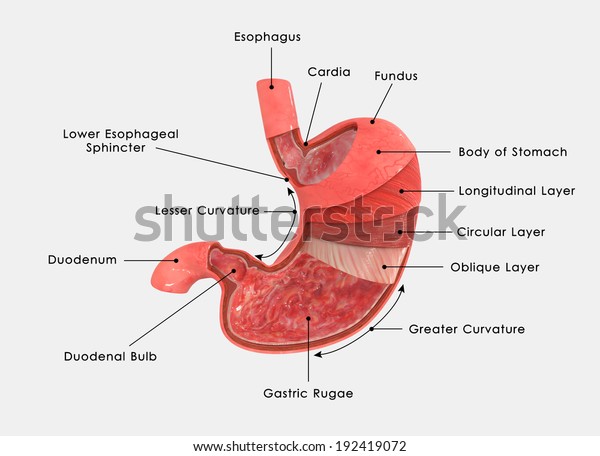 胃層 のイラスト素材