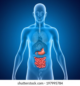 Stomach And Small Intestine