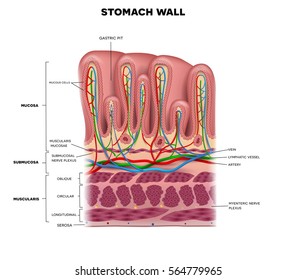 Stomach Wall Layers Detailed Anatomy Beautiful Stock Vector (Royalty ...