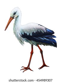 Stork Drawing (Ciconia) 