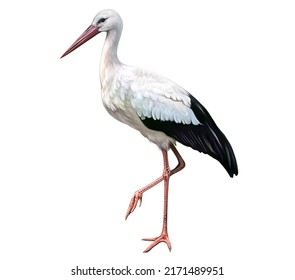 Storks (Ciconia)  large wading bird  realistic drawing  illustration for animal encyclopedia  isolated image white background