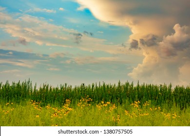 Storm Clouds Passing By Prairie Restoration Area On A Summer Evening, Northern Illinois, USA, With Digital Oil-painting Effect