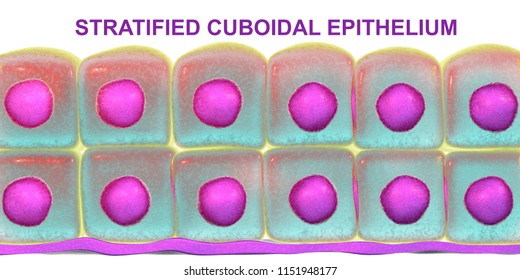 Stratified Cuboidal Epithelium, 3D Illustration. Histology Poster