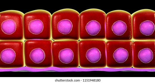 Stratified Cuboidal Epithelium, 3D Illustration. Histology Poster