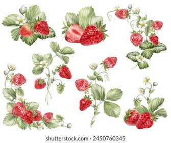 Strawberries watercolor clipart. Strawberry isolated, composition with  leaves and flowers on white background. Hand painted realistic illustration for tea, jam or natural cosmetics label