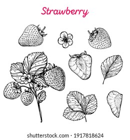 Strawberry Hand Drawn Illustration. Strawberries Sketch. Black And White.