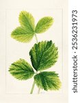 Strawberry leaves (1931) by Ellen Isham Schutt. Green strawberry leaves plant branch illustration. Vintage nature green leaves art drawing illustration, old painting art print. Plant branch drawing.