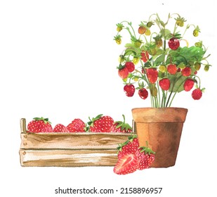 Strawberry in the pot and in the box illustration. Watercolor summer strawberry plant painting. Strawberry harvest concept design. Vitamin berries clipart.