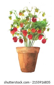 Strawberry in the pot illustration. Watercolor summer strawberry plant painting. Strawberry concept design. Vitamin berries clipart.