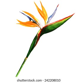 Strelitzia, Bird Of Paradise Flower Isolated, Watercolor Painting On White Background