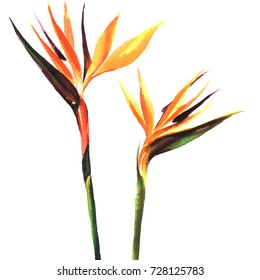 Strelitzia, Bird Of Paradise Flower, Two Flowers Isolated, Watercolor Painting On White