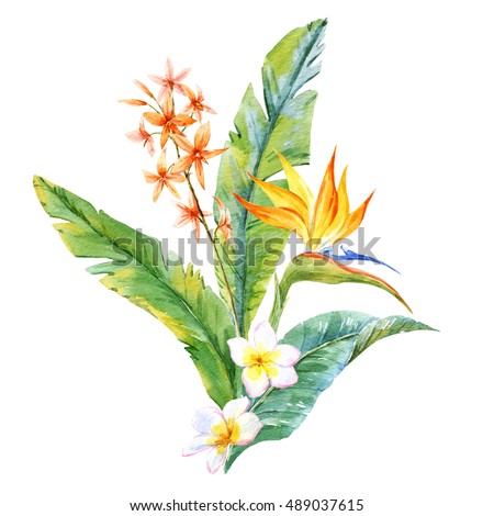 Strelitzia flower watercolor illustration, palm leaves, white plumeria, orchids, tropical bouquet isolated