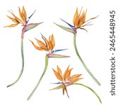 Strelitzia flowers with tropical leaves. Bird of Paradise plant. Floral collection for postcards, logos, fashion and cosmetic packages. Hand drawn watercolor illustration isolated on white background