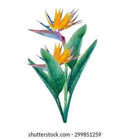 Strelitzia Flowers Watercolor Composition. Hand-drawn Picture. Floral Bouquet. Exotic Plants. Tropical Element. Painted With A Brush On Paper Image