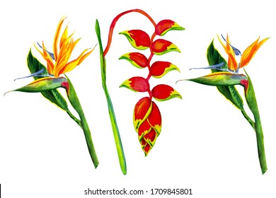 Strelitzia, heliconia flower. Botanical watercolor illustration. Design template for invitation, wedding, save the date, envelope, valentines, for tropical parties, holiday decor.