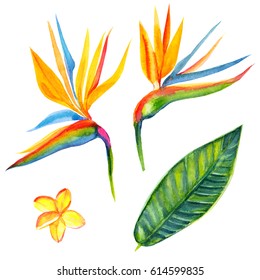 Strelitzia watercolor flower set